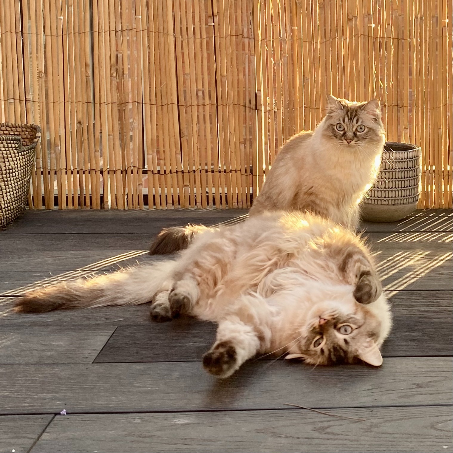Cat 3