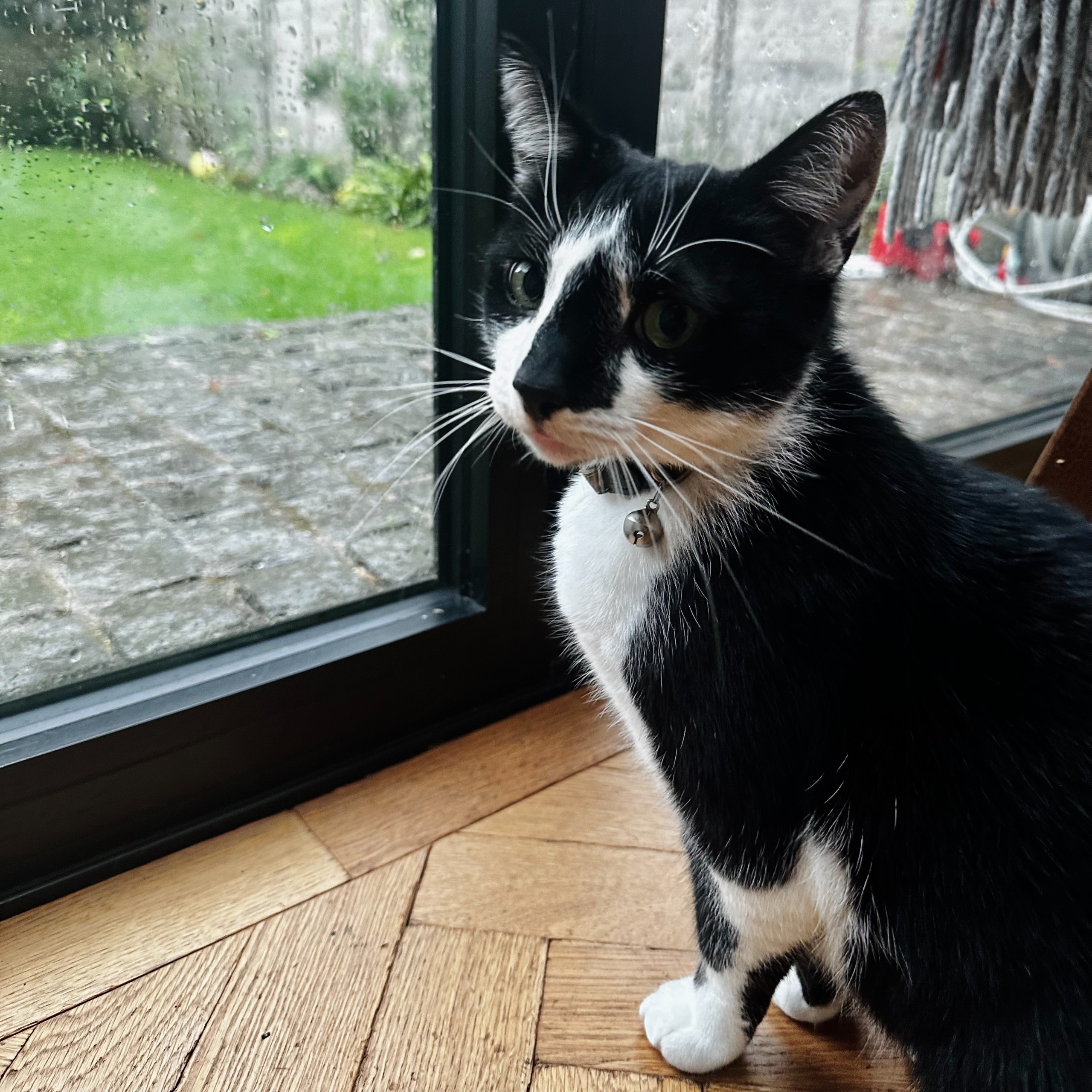 Cat 1
