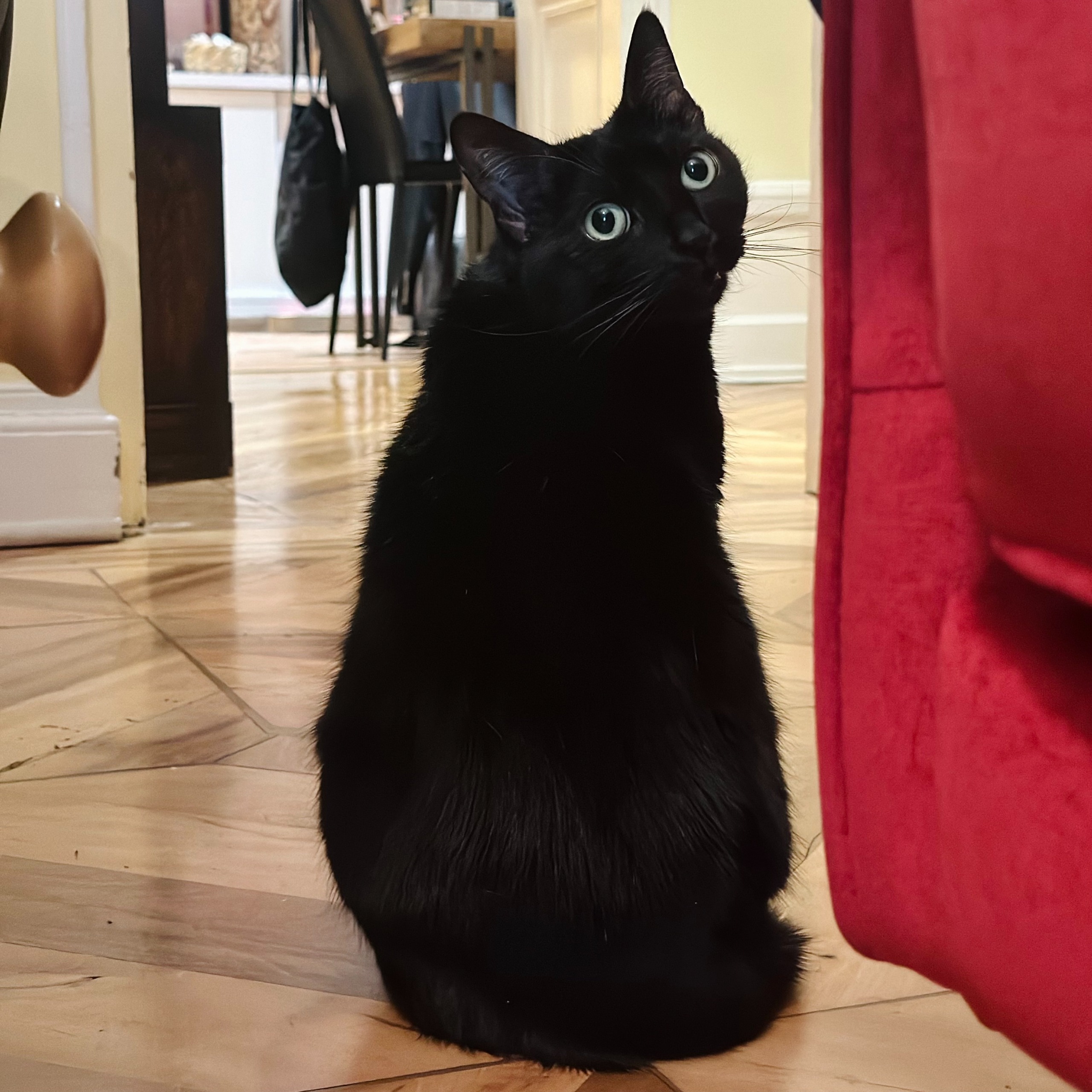 Cat 2