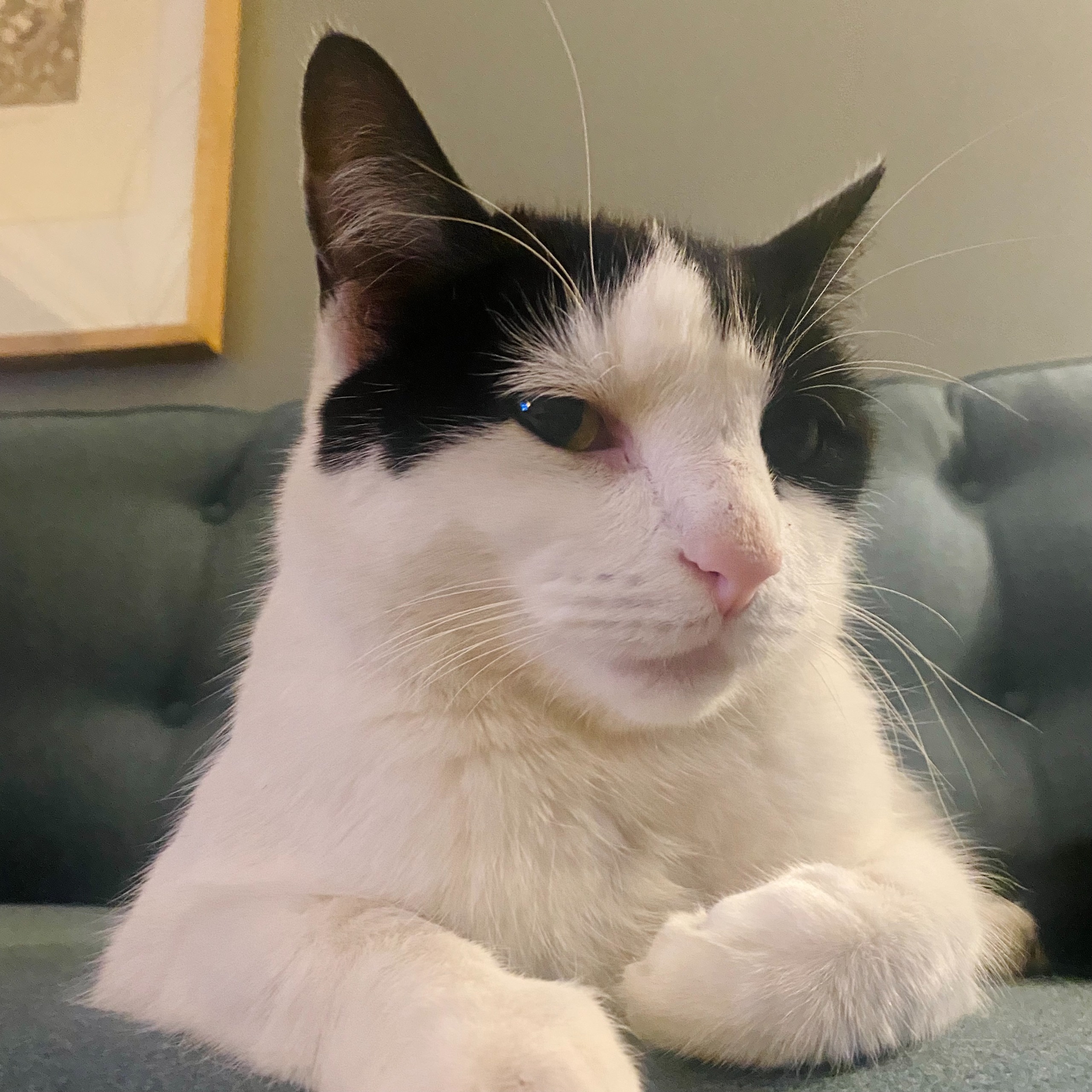 Cat 1