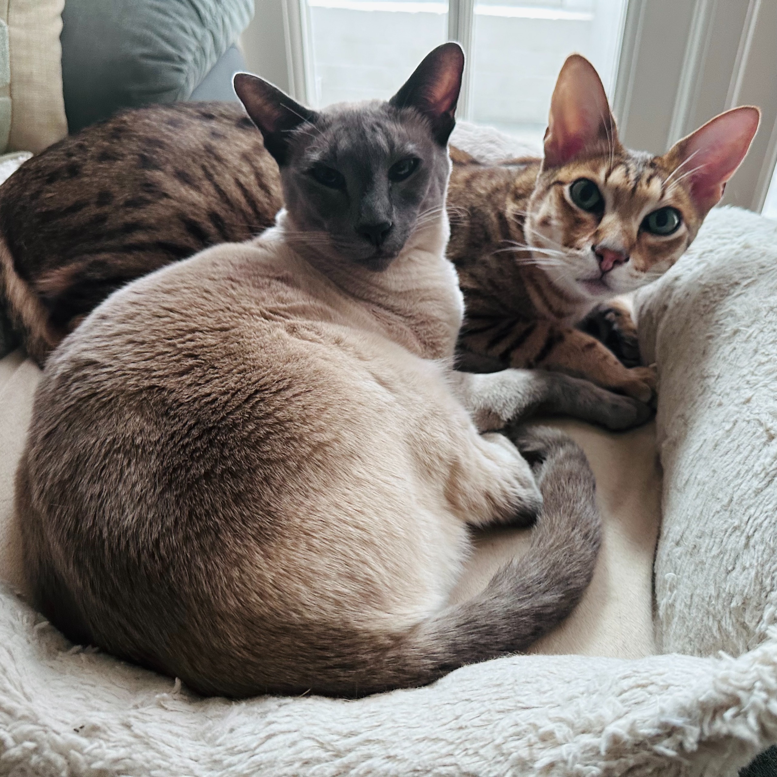 Cat 2